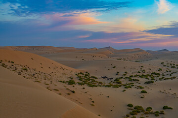 Plants in the desert near Abu Dhabi, UAE