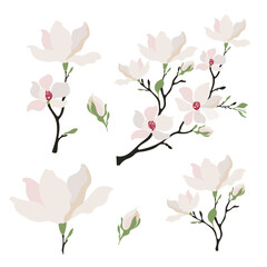Set of White Magnolia Flowers in Flat Style. Elegant Blooming Branches. Isolatedb Vector Illustration.