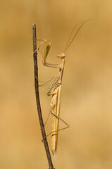 Large brown European Mantis, Mantis religiosa, waiting for its prey on a plant.