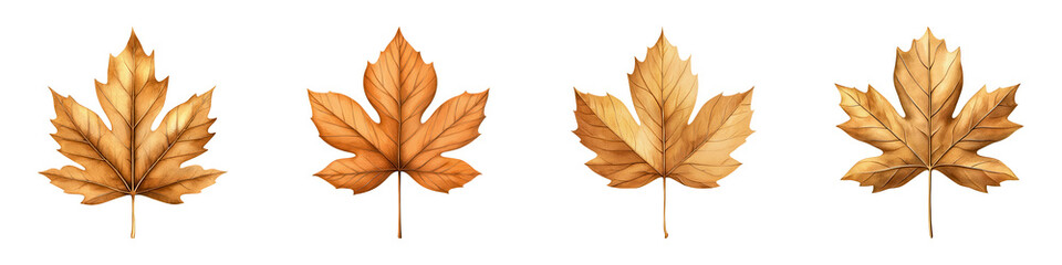 Realistic Golden Maple Leaf Clipart for Autumn Decor