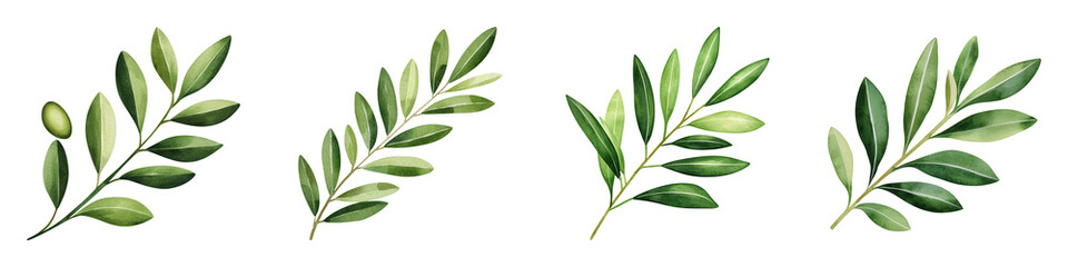 Minimalist Olive Branch with Leaves Clipart for creations and Crafts