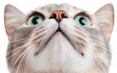 Adorable tabby kitten with large eyes on the white background. The image captures curiosity and innocence of the pet