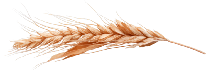 Close-up of a golden wheat spike with detailed grains and husk, isolated on a white background. Symbol of agriculture and harvest