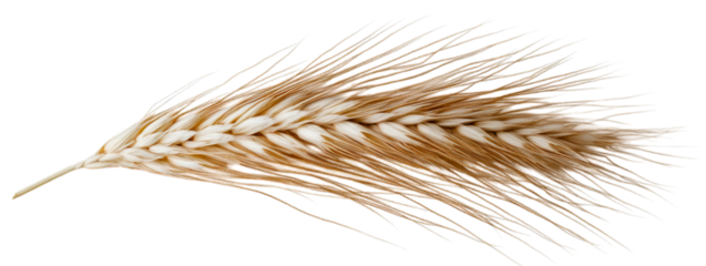 Close-up of a golden wheat spike with detailed grains and husk, isolated on a white background. Symbol of agriculture and harvest