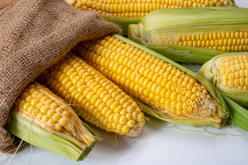 Fresh yellow ripe sweet raw corn, sugar corn or pole corn, variety of maize, uncooked