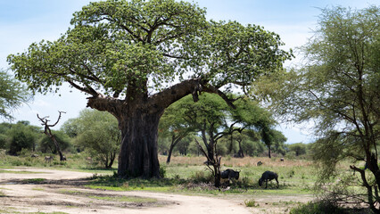 A Serene African Landscape Featuring a Majestic Baobab Tree Standing Proudly Amidst Natures Beauty...