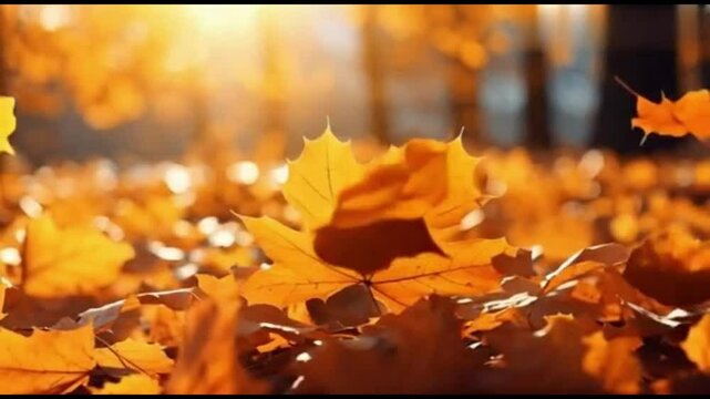 Golden Autumn Leaves in the Warm Sunlight