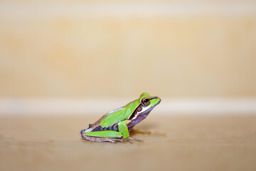 Ein grüner Baumfrosch, Frasch mit orangenen Hintergrund.