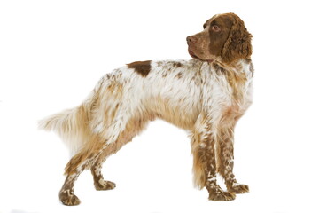 Setter anglais