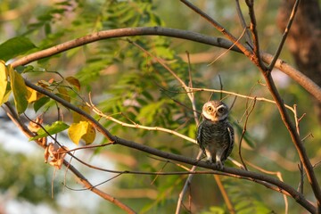 Spotted owl looking for food in