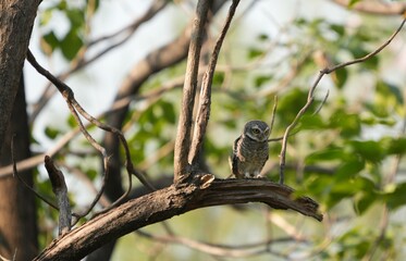 Spotted owl looking for food in