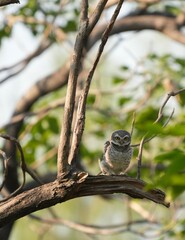 Spotted owl looking for food in