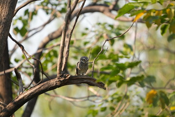 Spotted owl looking for food in