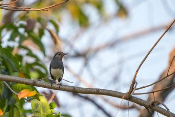 Magpie looking for food in
Nature