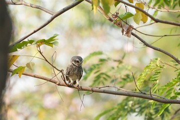 Spotted owl looking for food in