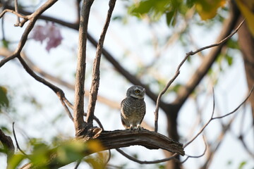 Spotted owl looking for food in