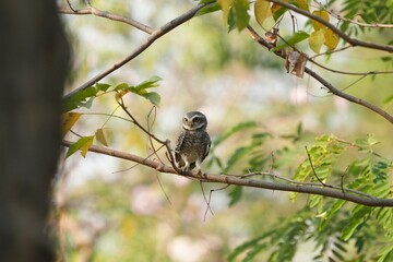 Spotted owl looking for food in