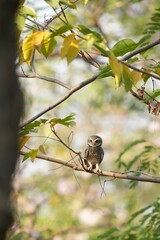 Spotted owl looking for food in