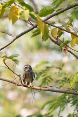 Spotted owl looking for food in