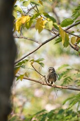 Spotted owl looking for food in