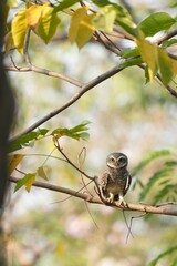 Spotted owl looking for food in