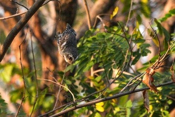 Spotted owl looking for food in