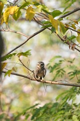 Spotted owl looking for food in