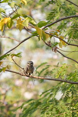 Spotted owl looking for food in
