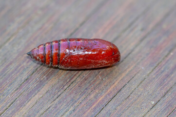 Die rotbraune Puppe eines Schmetterling, oder Käfers.