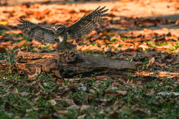 Spotted owl looking for food in