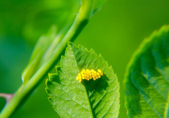 Auf der Unterseite eines Blattes sind viele gelbe Eier von Schmetterlinge oder anderen Insekten angebracht.
