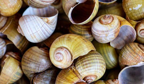 Viele Schaalen von Schnecken und Muscheln.
