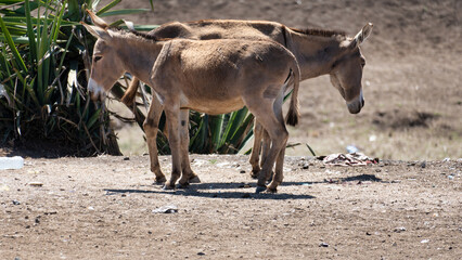 Two Donkeys Are Standing Together in a Vast and Dry Landscape Under the Sunlight Tarangire Tanzania Africa