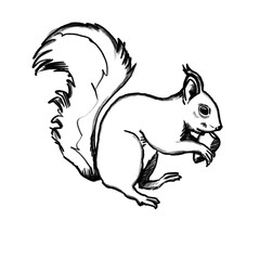 Squirrel, rodent, nut, acorn, Hand drawing, illustration, pencil, sketch, transparent PNG
