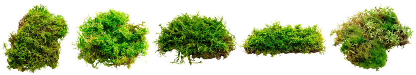 Fototapeta premium Set of vibrant green moss clusters with realistic textures and organic shapes on a transparent background. Features lush, fresh moss with intricate details, perfect for nature, forest