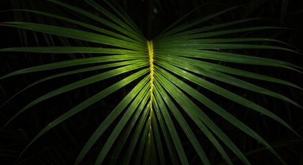 Obraz premium Lush Green Palm Leaf Close-up with Sunlight Against Dark Background