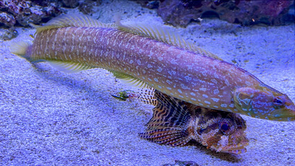 Ein tropischer Fisch im Meerwasseraquarium.
