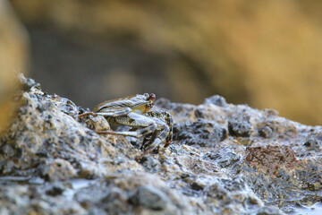 Eine grün bräunliche Krabbe auf einem Felsen am Meer.

