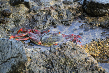 Eine rote Klippenkrabbe oder auch rote Felsenkrabbe auf einem Felsen am Meer.
