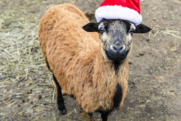 Ein Lamm, Schaf mit Weihnachtsmütze.
