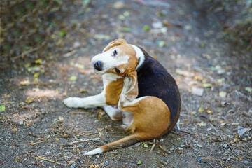 An Adorable Beagle Dog Scratching Body Outdoor on The Autumn Leaves
