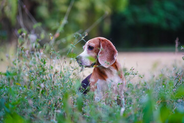 Beagle Dog Exploring a Lush Green Field in Nature Outdoors