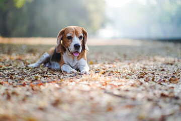Adorable Beagle Puppy Lying Outdoors on Autumn Leaves in Natural Light