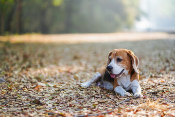 Adorable Beagle Puppy Lying Outdoors on Autumn Leaves in Natural Light