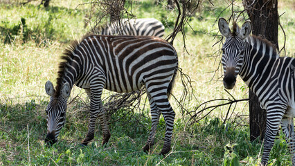 Beautiful zebras graze gracefully in the lush wild, showcasing their stunning stripes Tarangire National Park Tanzania Africa