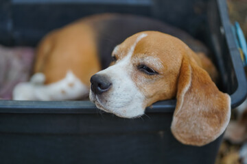 Beagle Dog Napping Comfortably in a Plastic Box Outdoors
