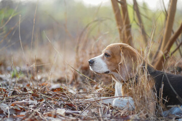 Beagle Dog Lying Outdoors in a Forest Setting Surrounded by Autumn Leaves