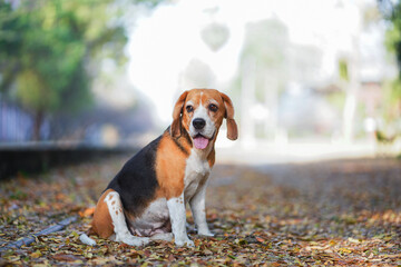 An Adorable Beagle Dog Sitting in The Park Setting Surrounded by Autumn Leaves