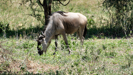 Gnu Grazing in Its Natural Habitat in the Beautiful African Landscape of the Savanna Tarangire...