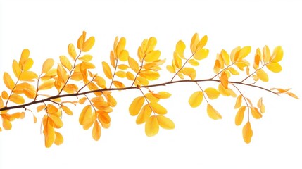 Obraz premium Golden autumn branch, isolated, design element